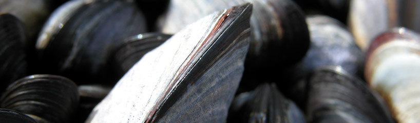 Launay's Restaurant - Brittany Seafood Showcase